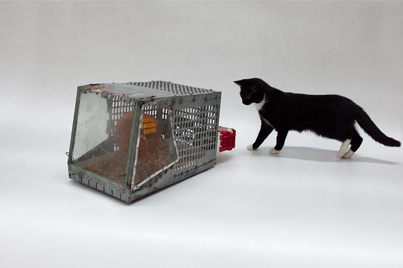 Cage #1